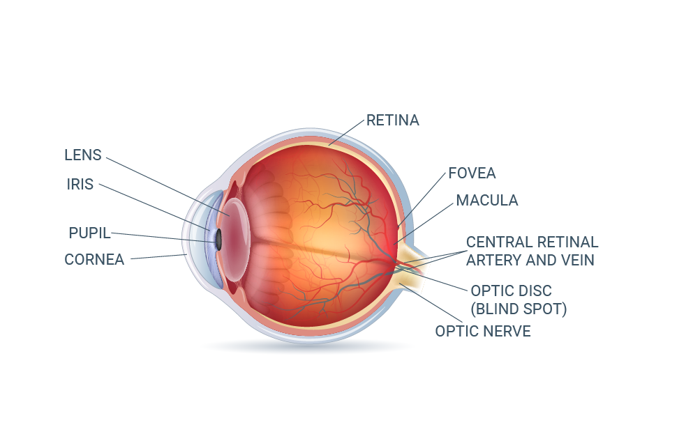 What is Retina in the Eye?